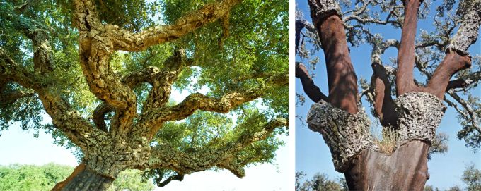 cork trees